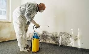 Reliable Land O Lakes, FL Mold Inspection Solutions